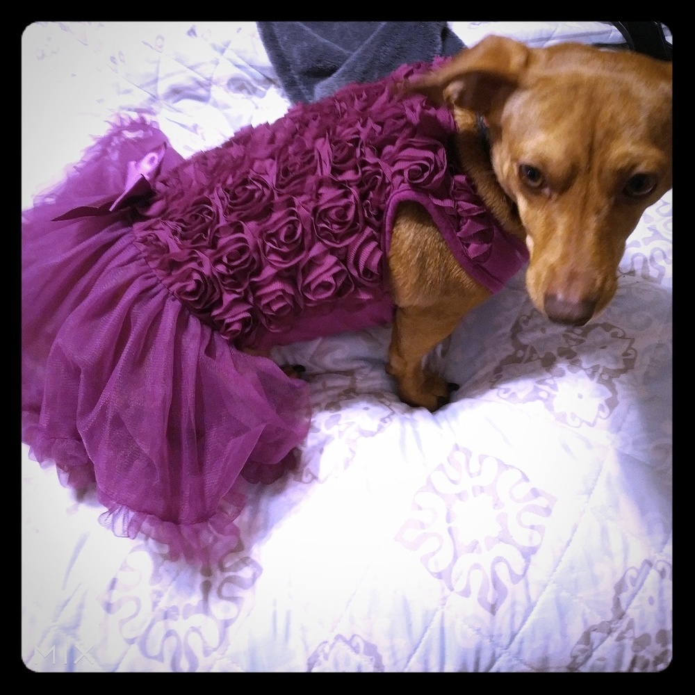 Dog dress BEAUTIFUL.